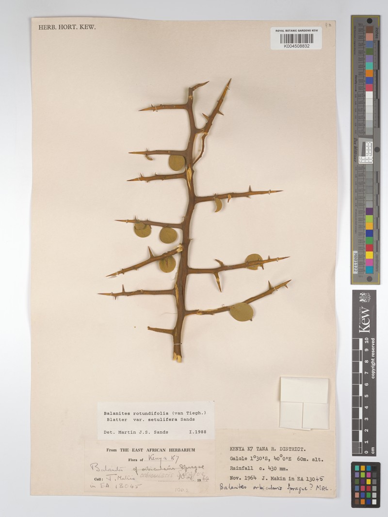 Balanites rotundifolia var. setulifera