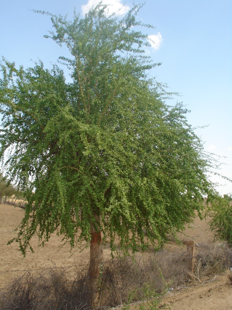 Balanites roxburghii