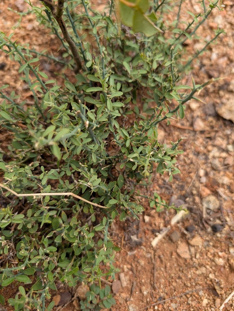 Balanites roxburghii photo 3