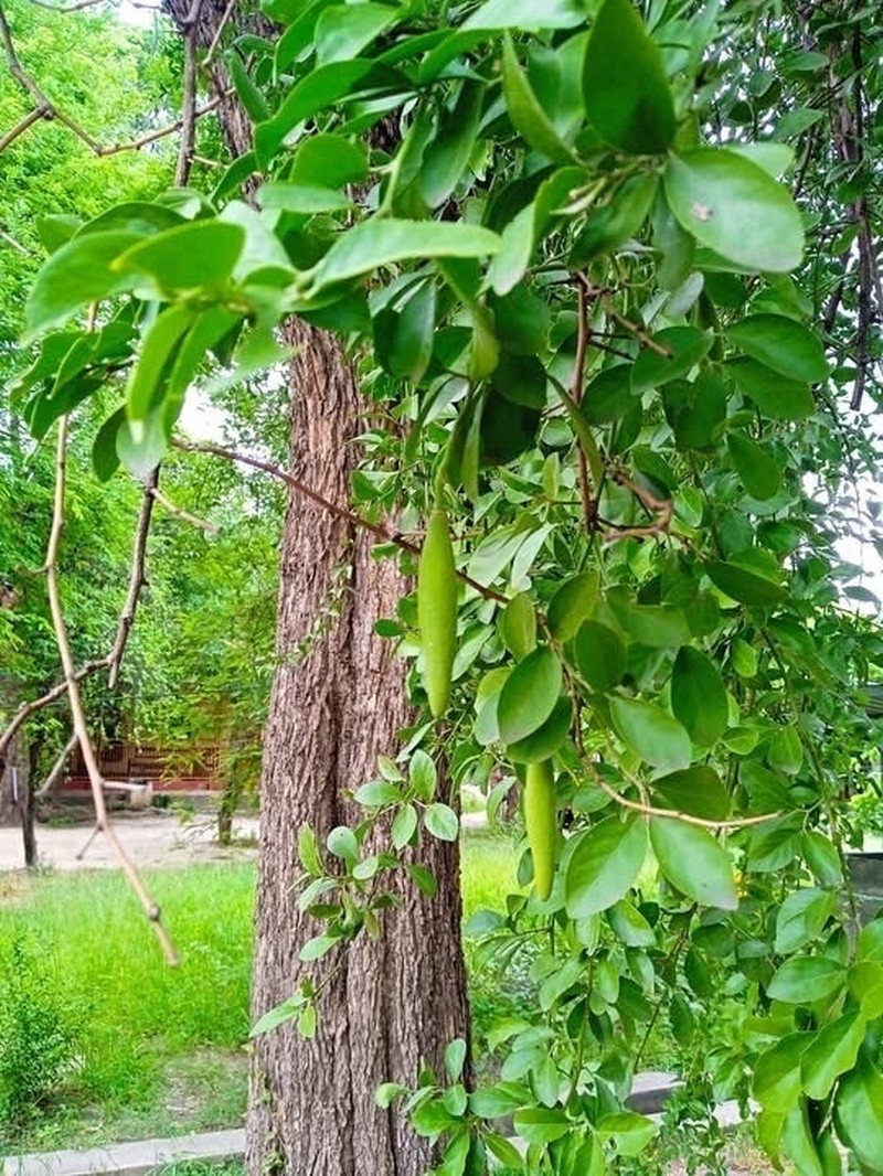 Balanites triflora