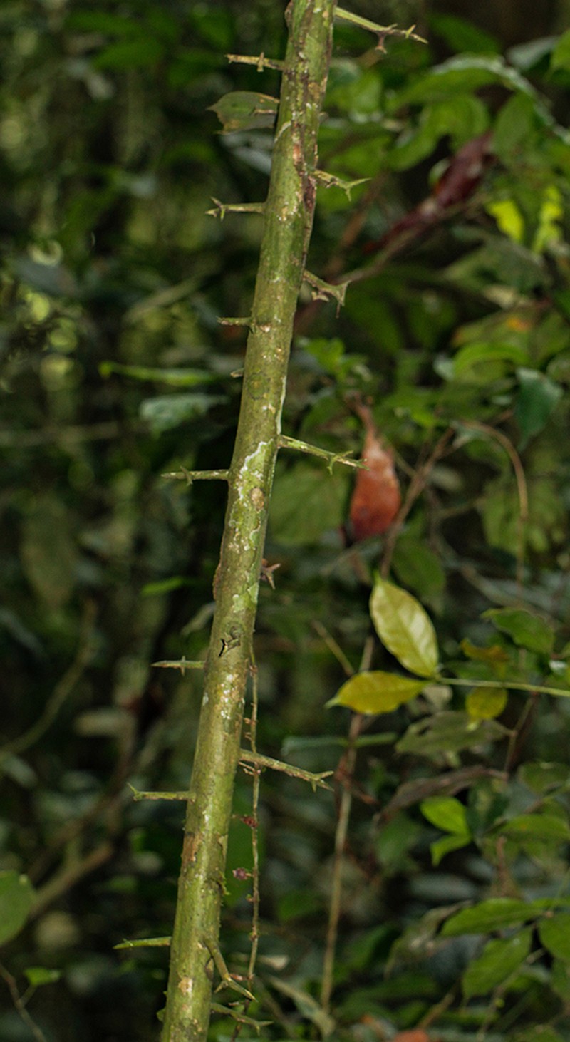 Balanites wilsoniana