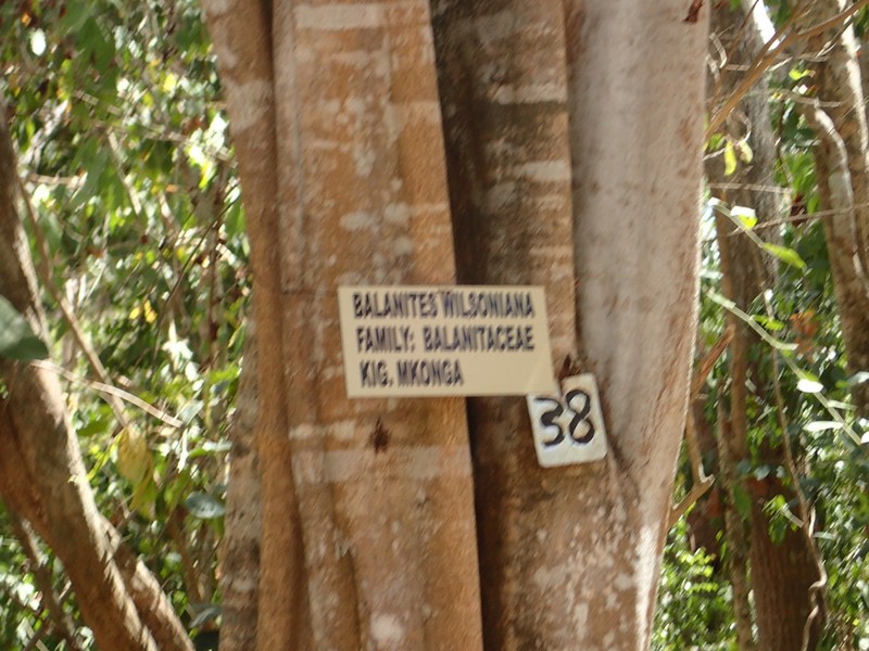 Balanites wilsoniana photo 8
