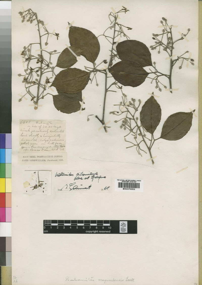 Balanites wilsoniana var. mayumbensis