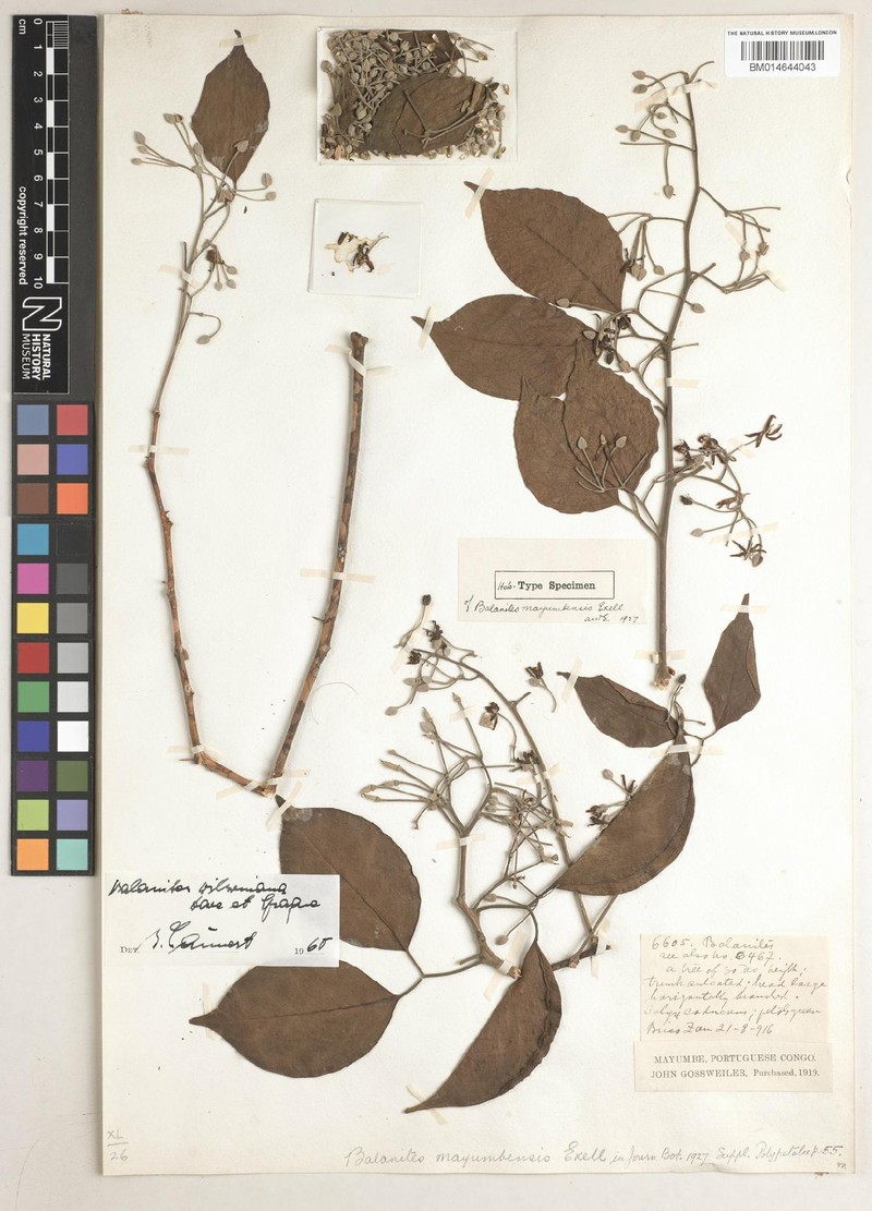 Balanites wilsoniana var. mayumbensis photo 2