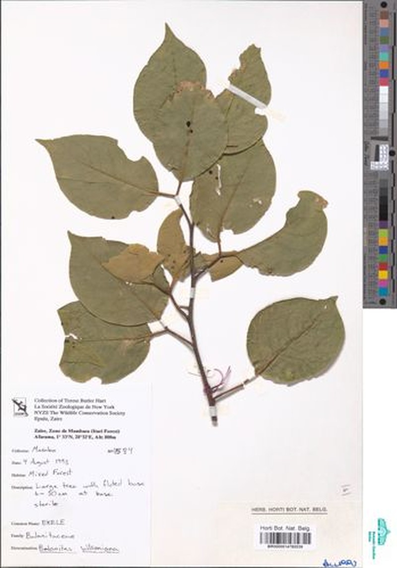Balanites wilsoniana var. wilsoniana