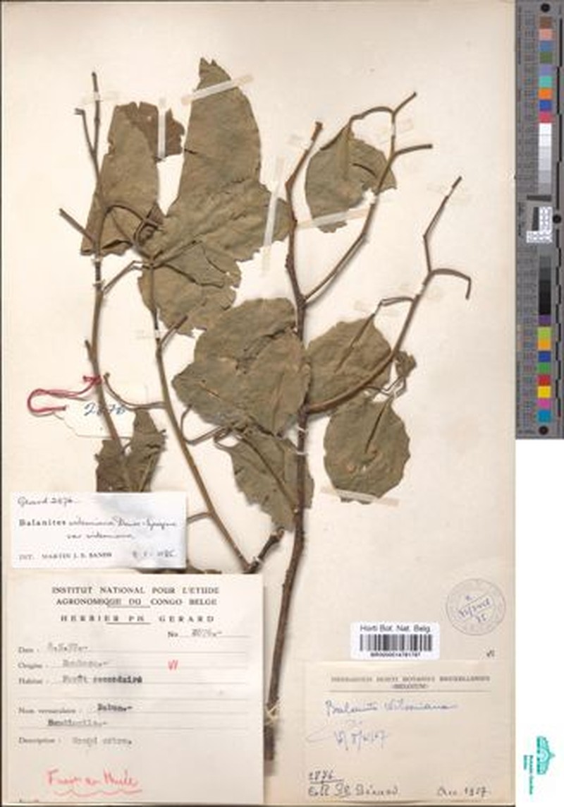 Balanites wilsoniana var. wilsoniana photo 3