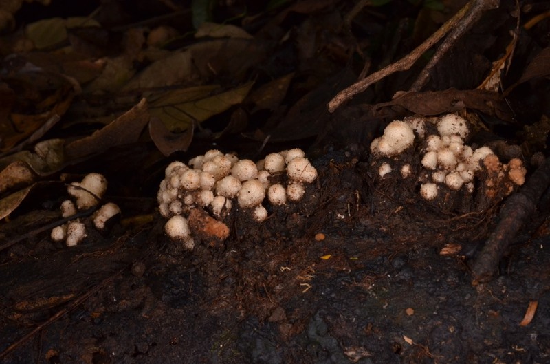 Balanophora aphylla photo 2