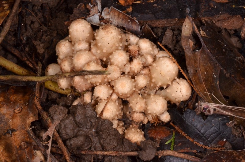 Balanophora aphylla photo 3