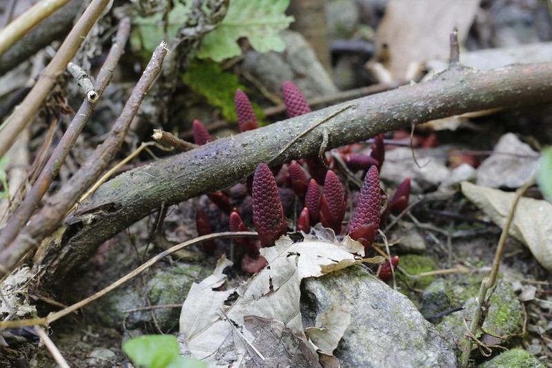 Balanophora appressa