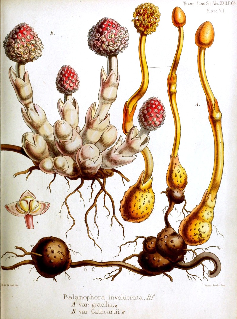 Balanophora flava