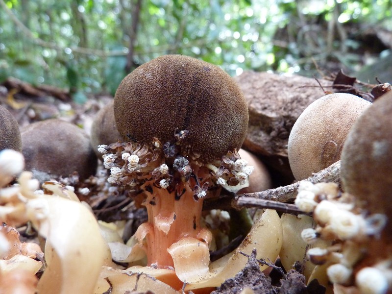 Balanophora fungosa subsp. fungosa