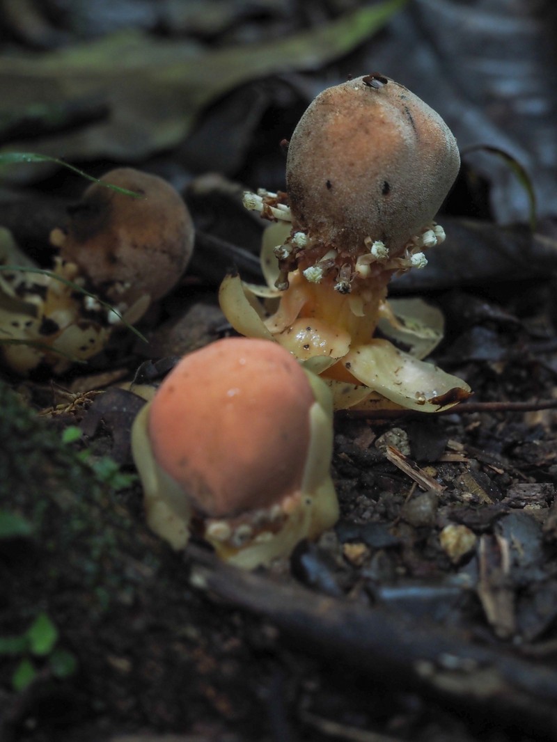Balanophora fungosa subsp. fungosa photo 2