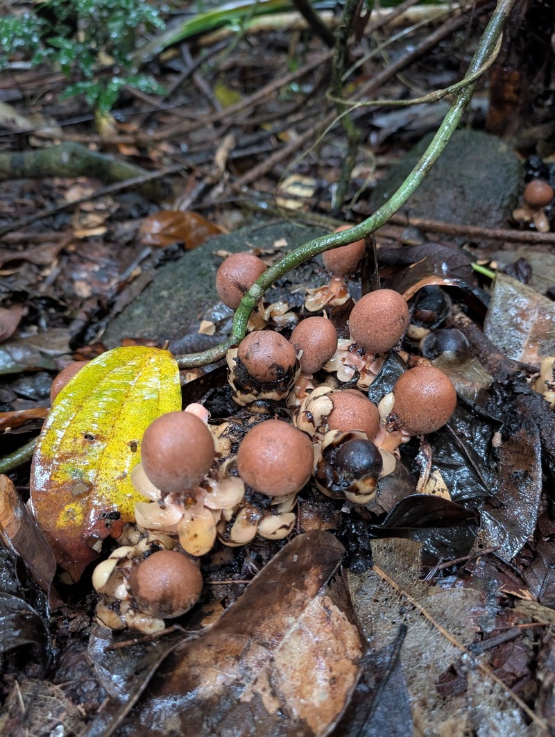Balanophora fungosa subsp. fungosa photo 3