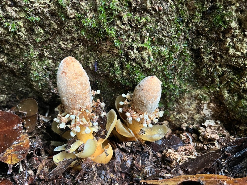 Balanophora fungosa subsp. fungosa photo 4