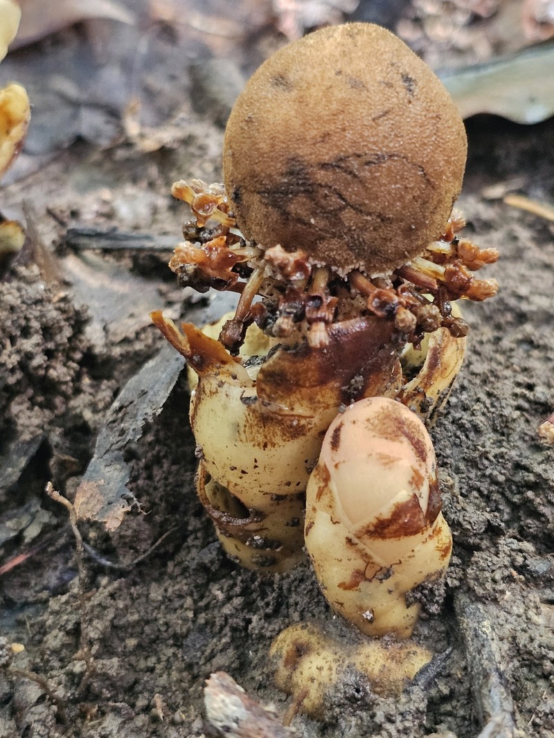 Balanophora fungosa subsp. fungosa photo 5