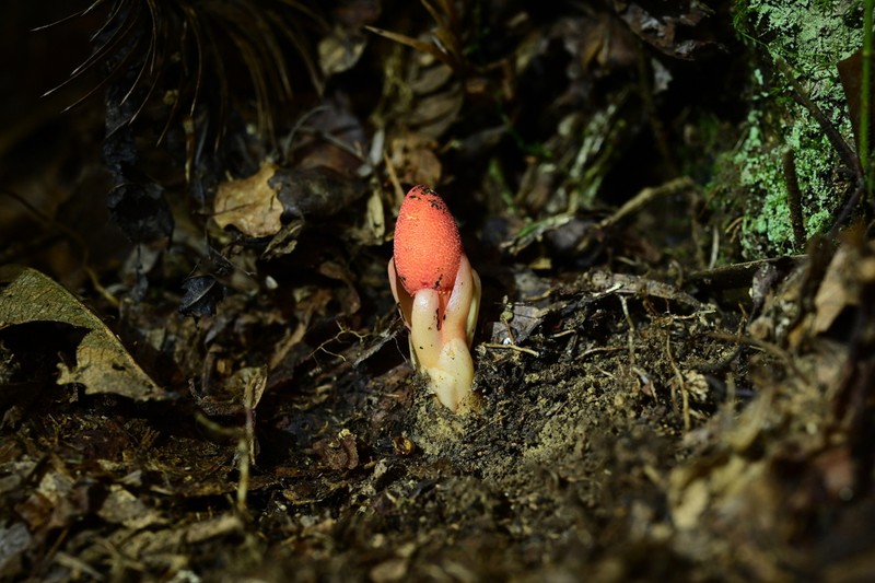 Balanophora parajaponica