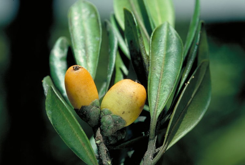 Balanops australiana