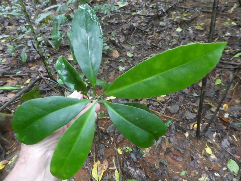 Balanops australiana photo 3