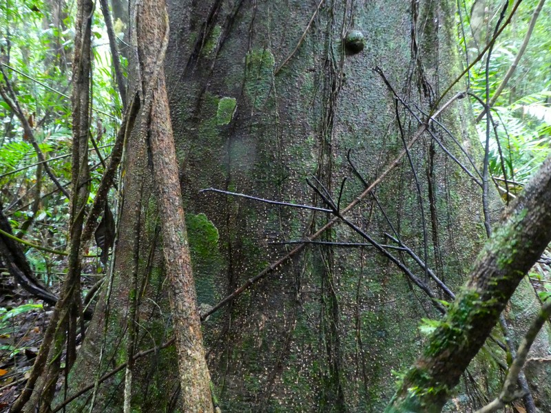 Balanops australiana photo 4