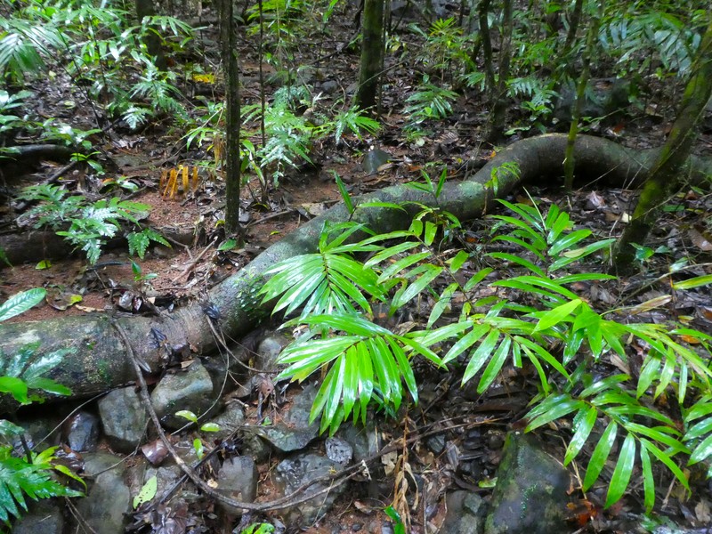 Balanops australiana photo 5