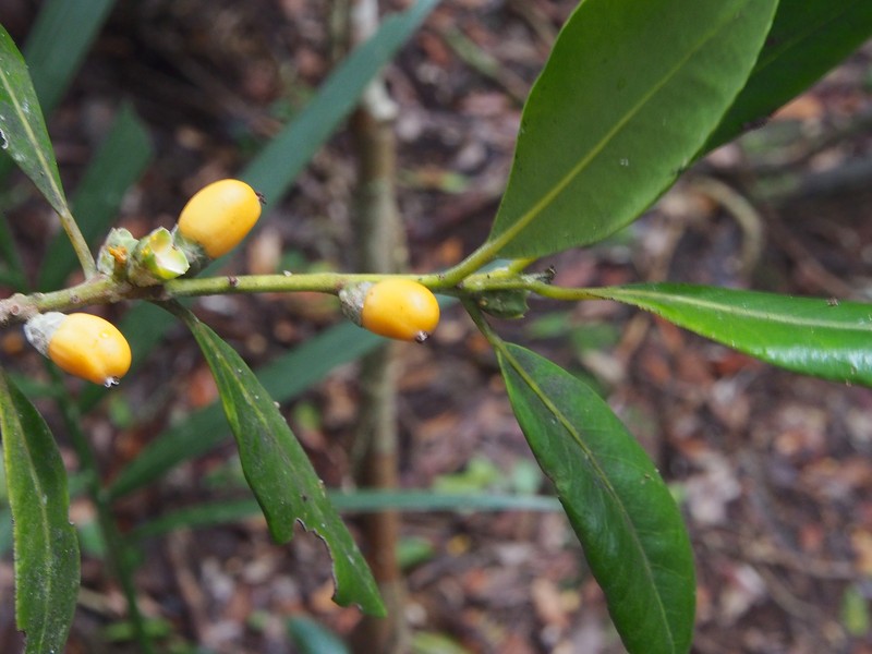 Balanops australiana photo 6