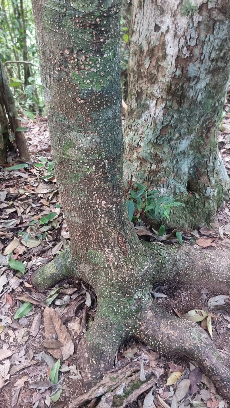 Balanops australiana photo 7