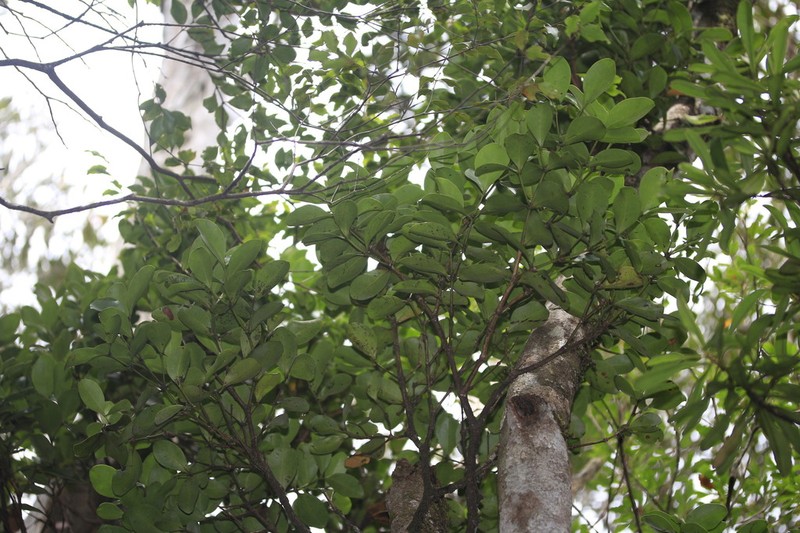 Balanops balansae