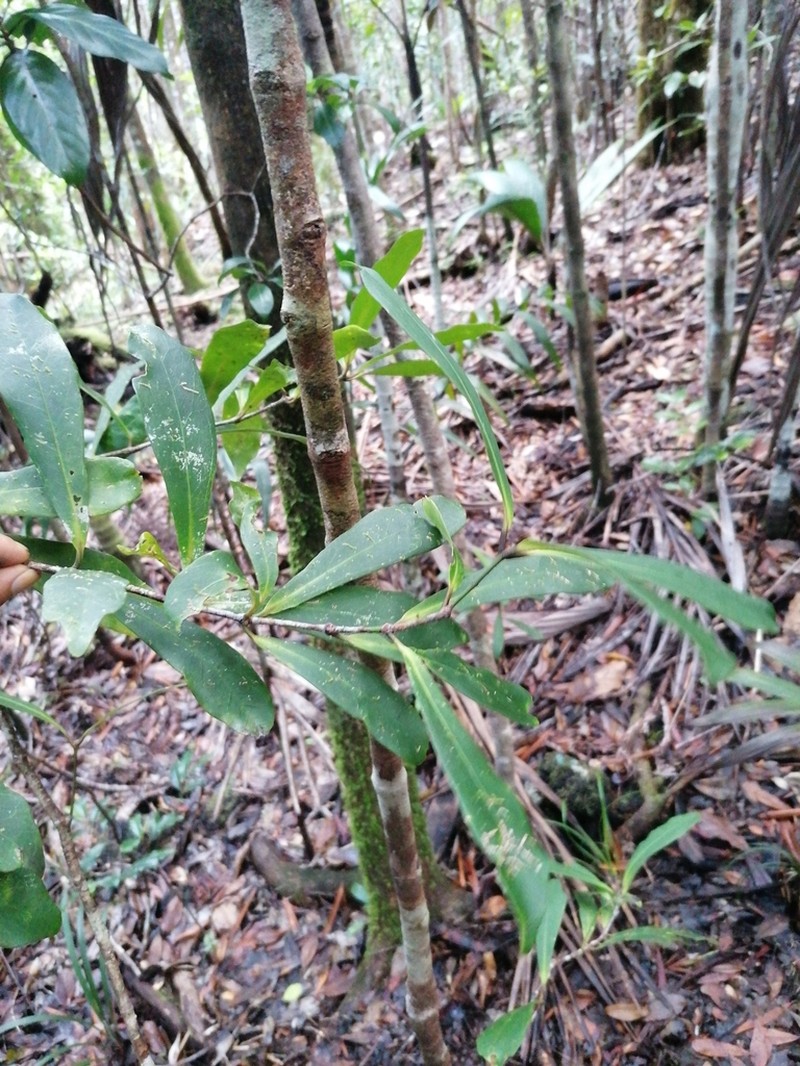 Balanops microstachya