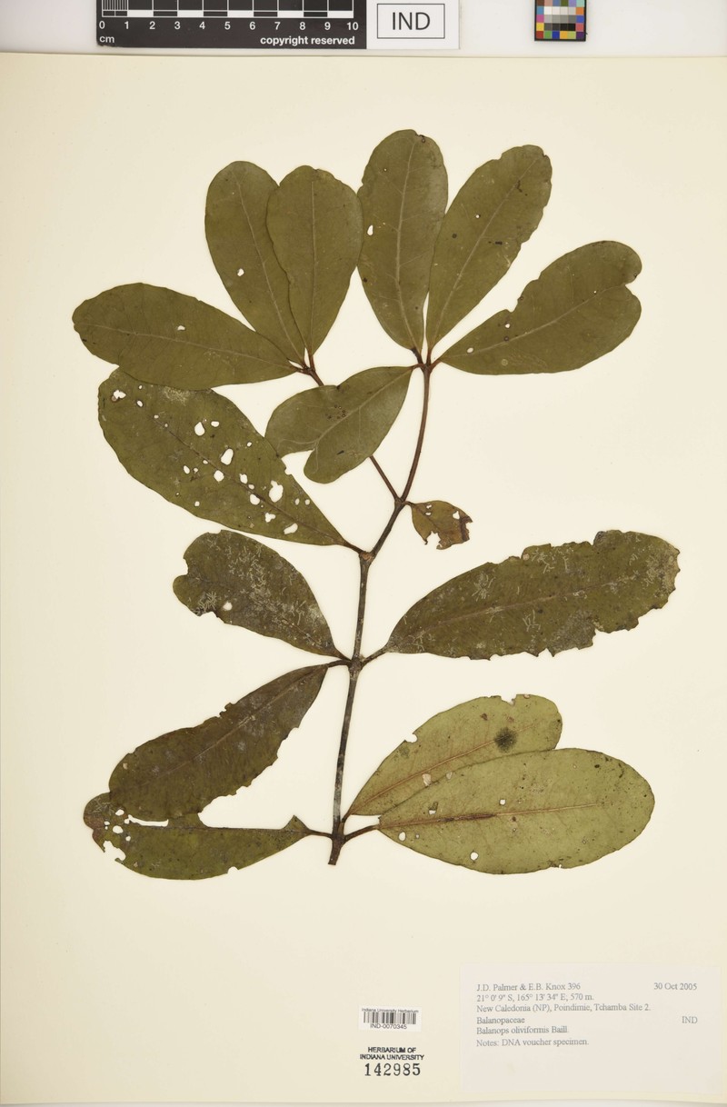 Balanops oliviformis
