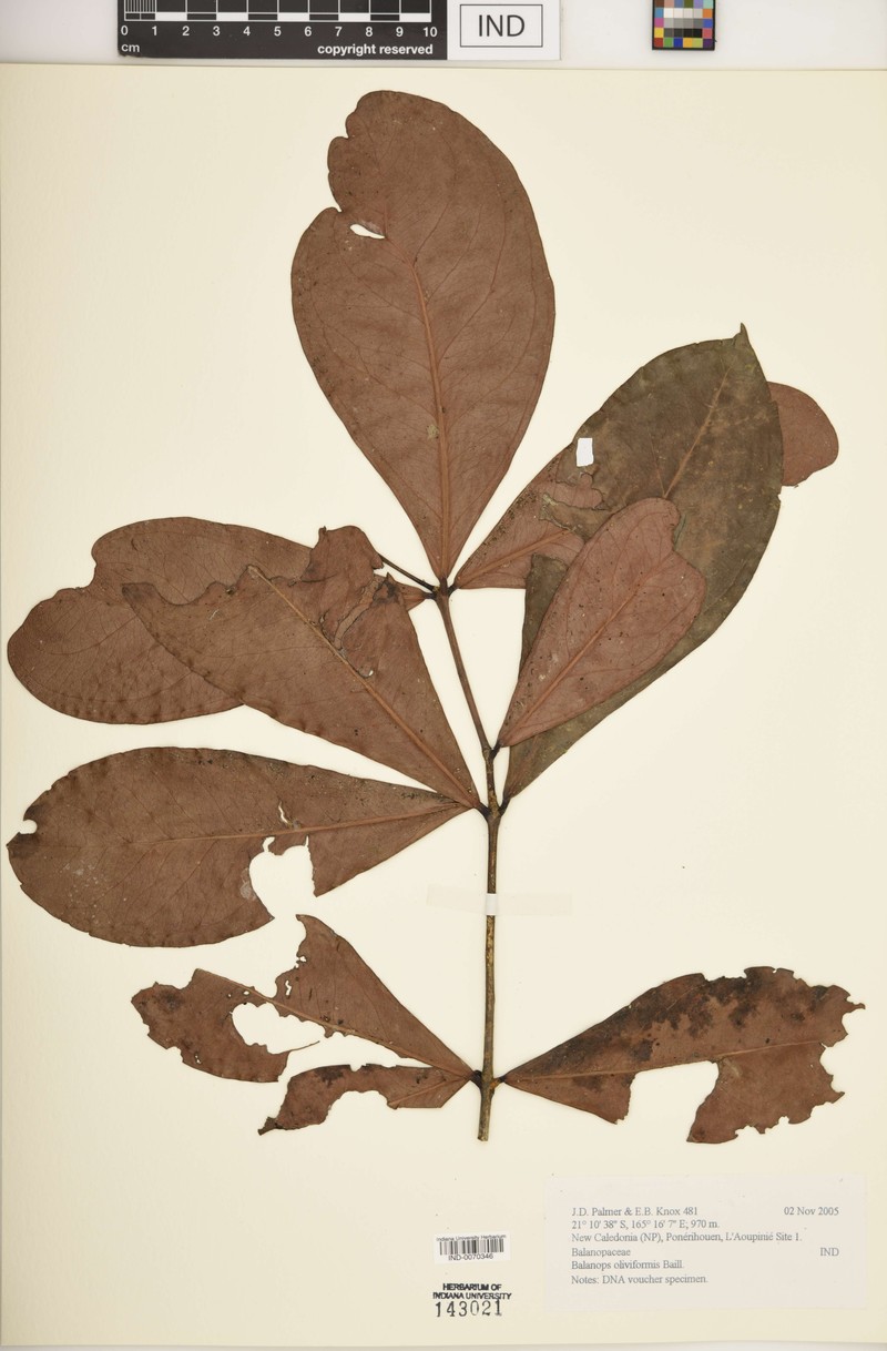 Balanops oliviformis photo 2