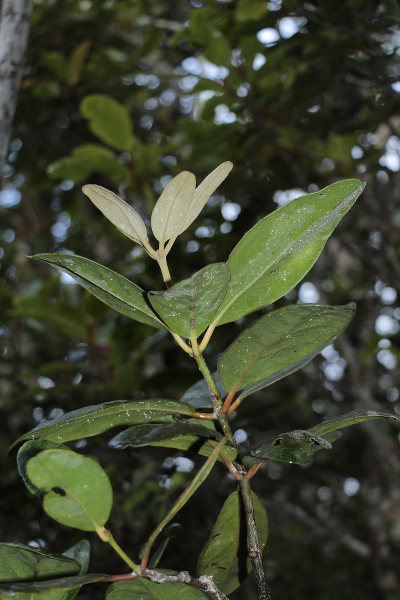 Balanops pachyphylla photo 2