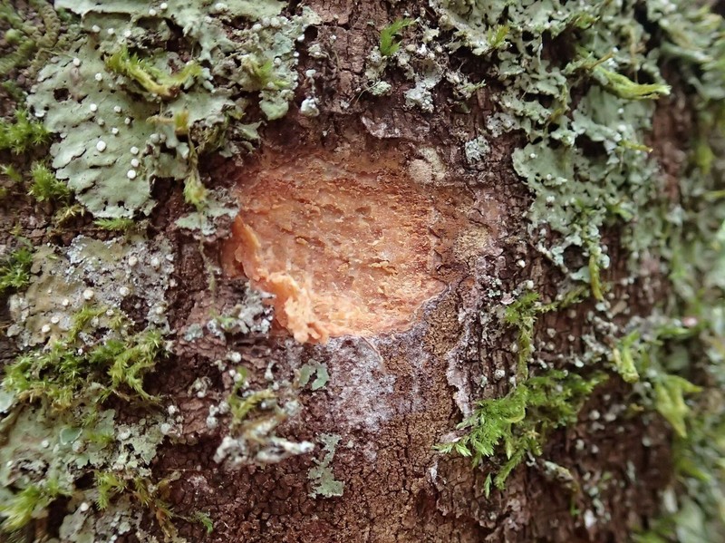 Balanops pachyphylla photo 5
