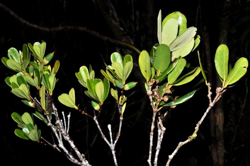Balanops pachyphylla photo 6