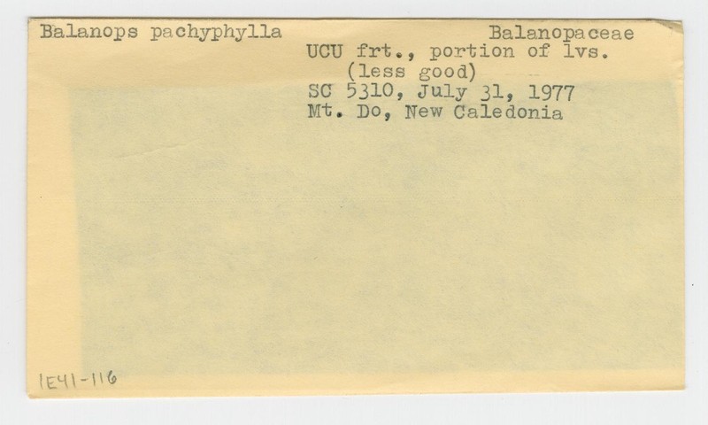 Balanops pachyphylla