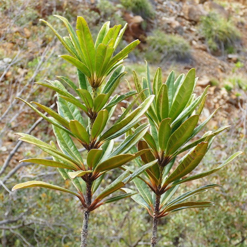 Balanops pancheri