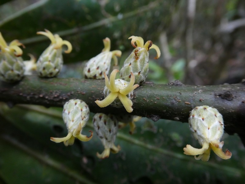 Balanops pancheri photo 2