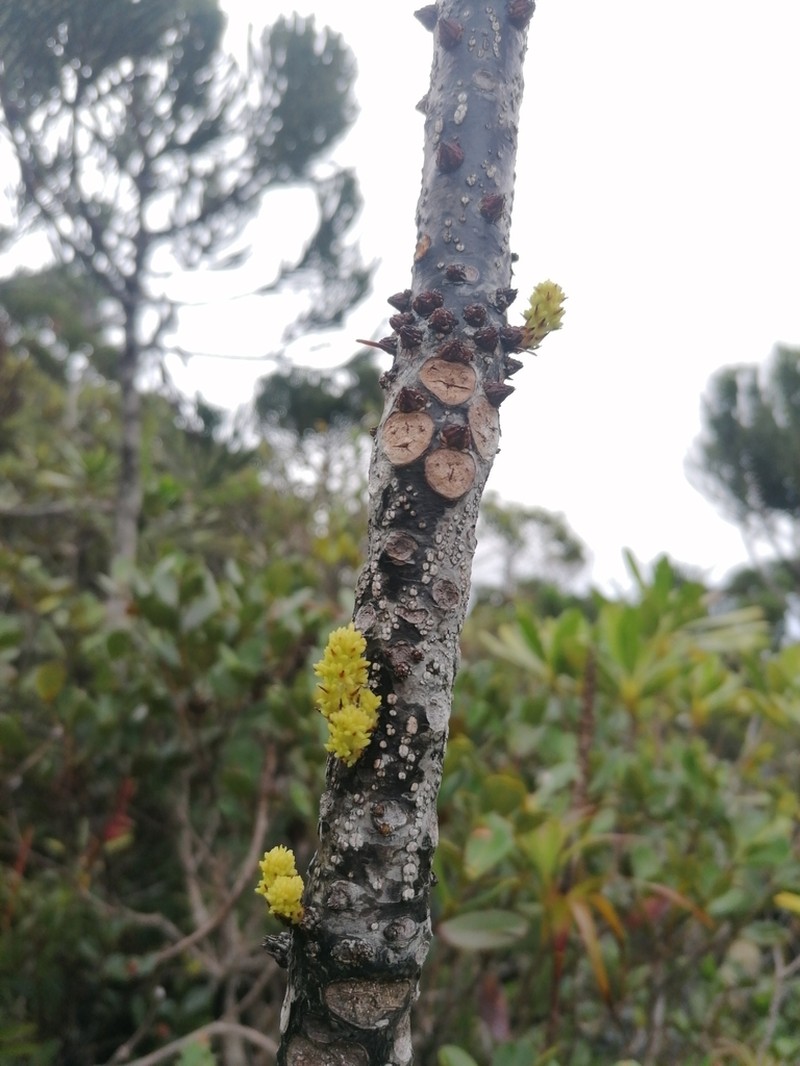 Balanops pancheri photo 3