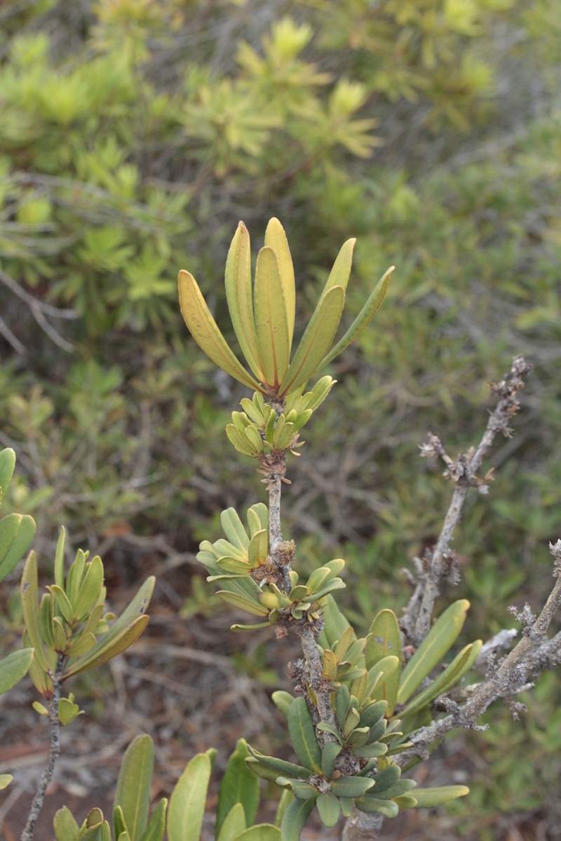 Balanops pancheri photo 4