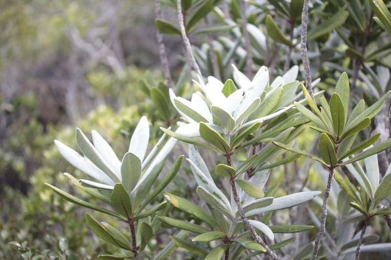 Balanops pancheri photo 5