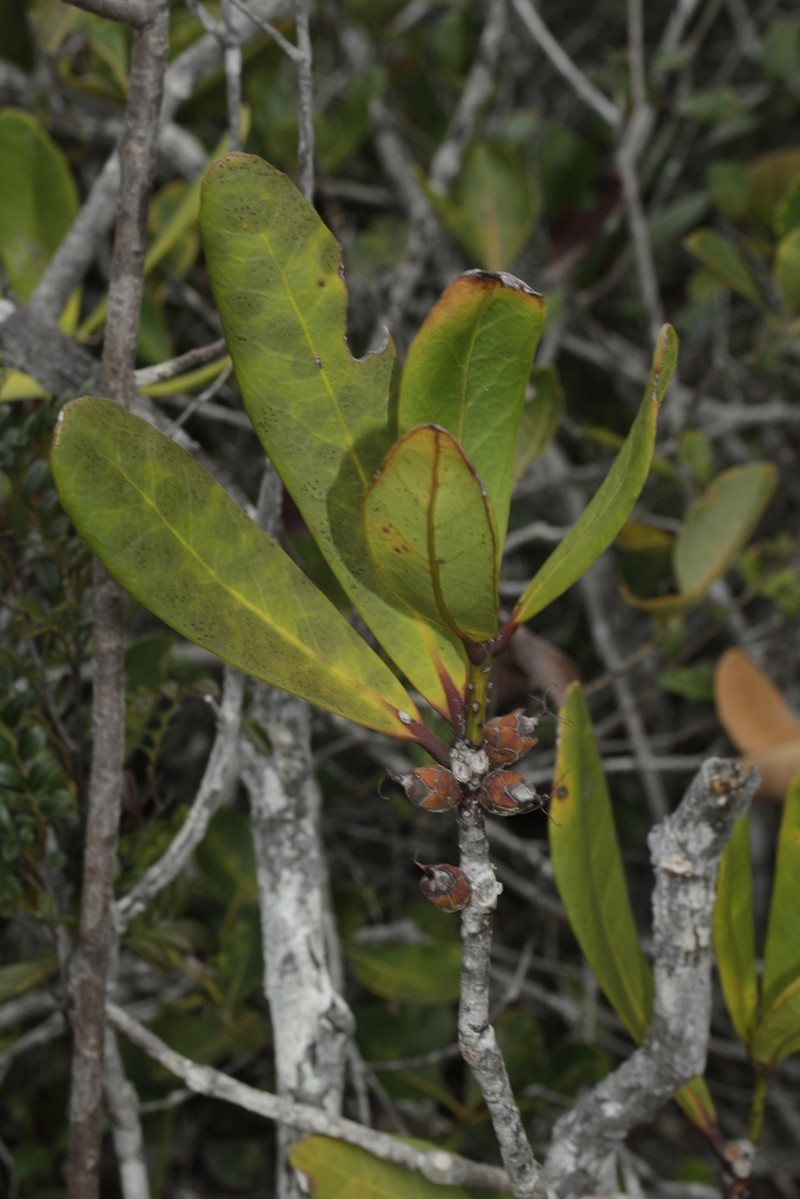 Balanops pancheri photo 6