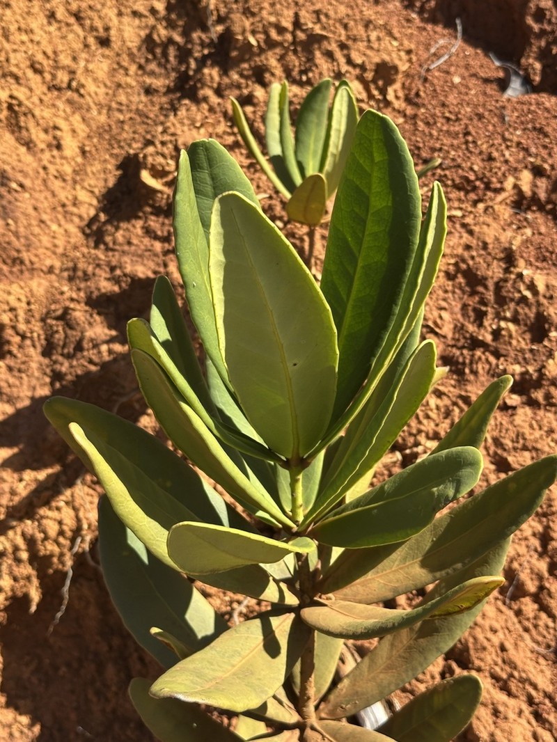 Balanops pancheri photo 8