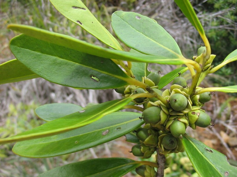 Balanops sparsifolia