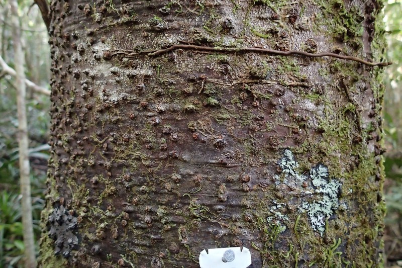 Balanops sparsifolia photo 2