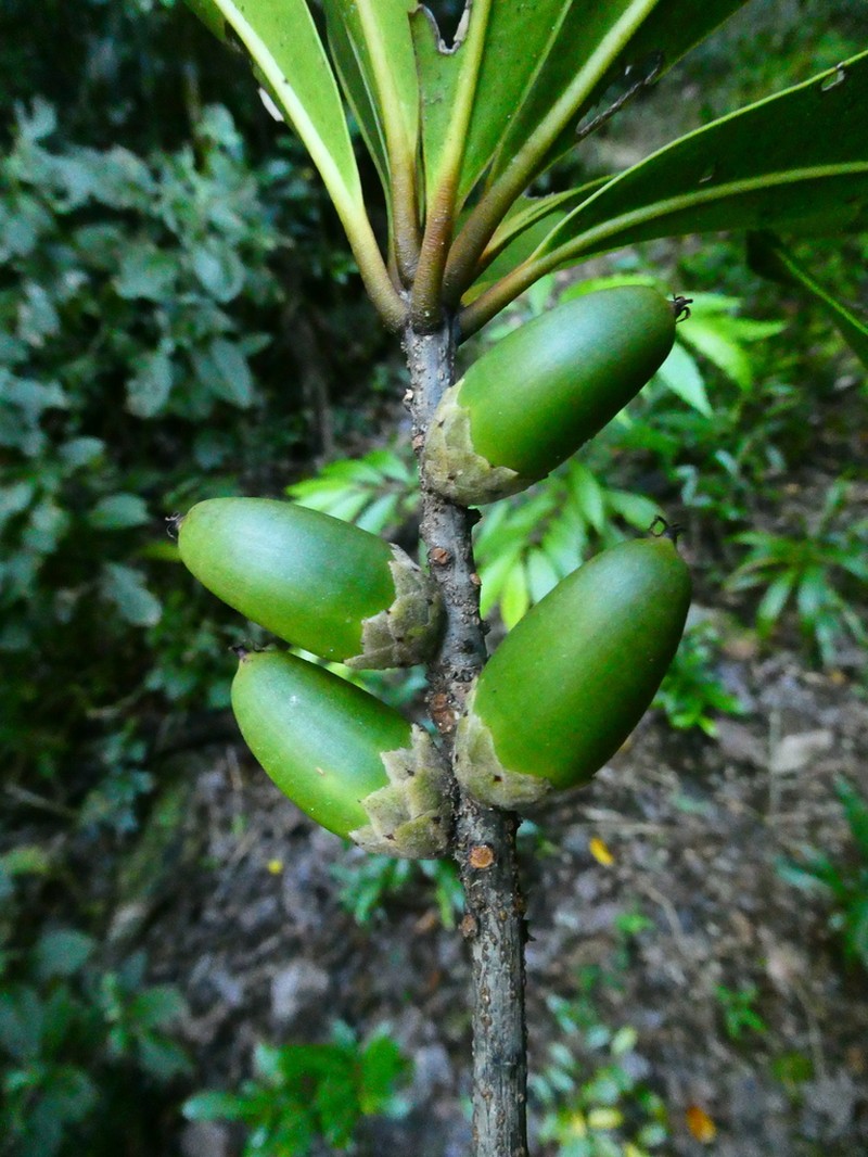 Balanops vieillardii photo 2