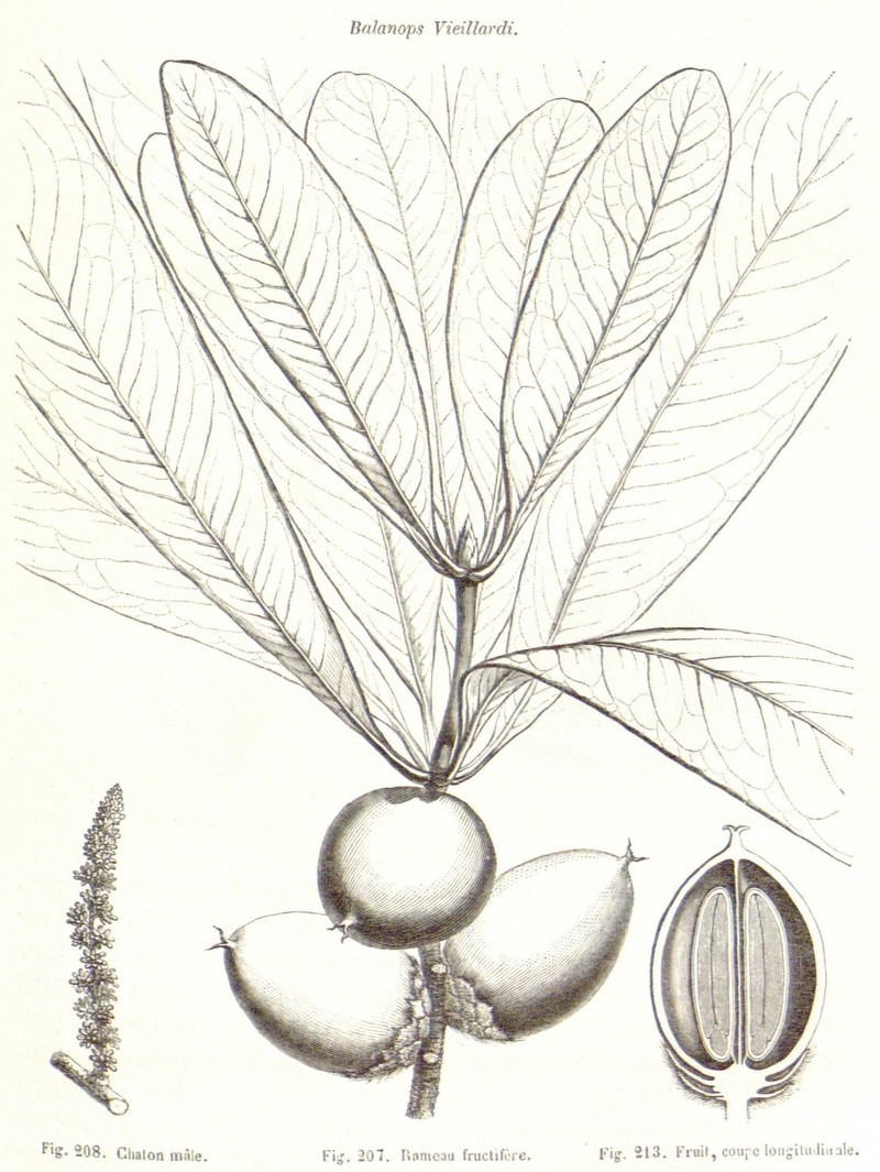 Balanops vieillardii