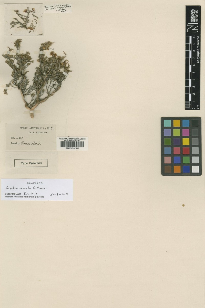 Balaustion exsertum