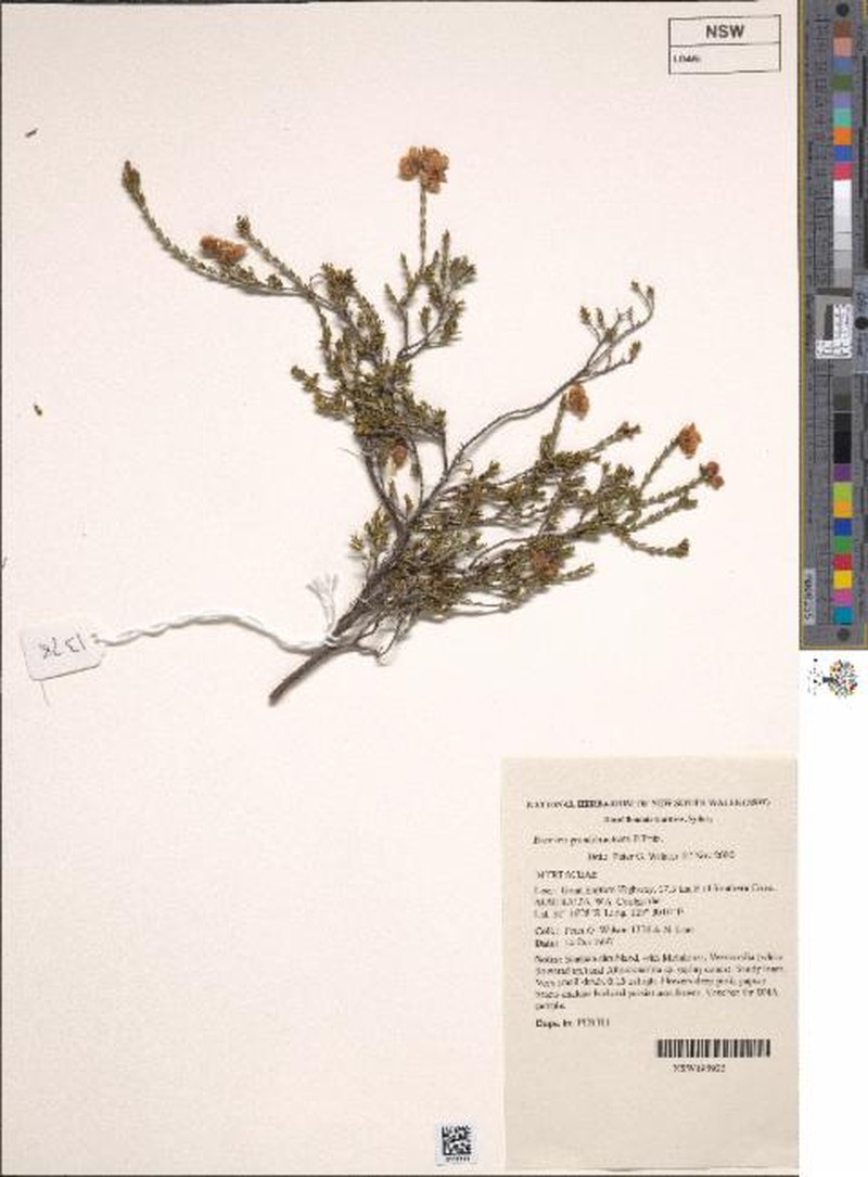 Balaustion grandibracteatum subsp. grandibracteatum photo 2