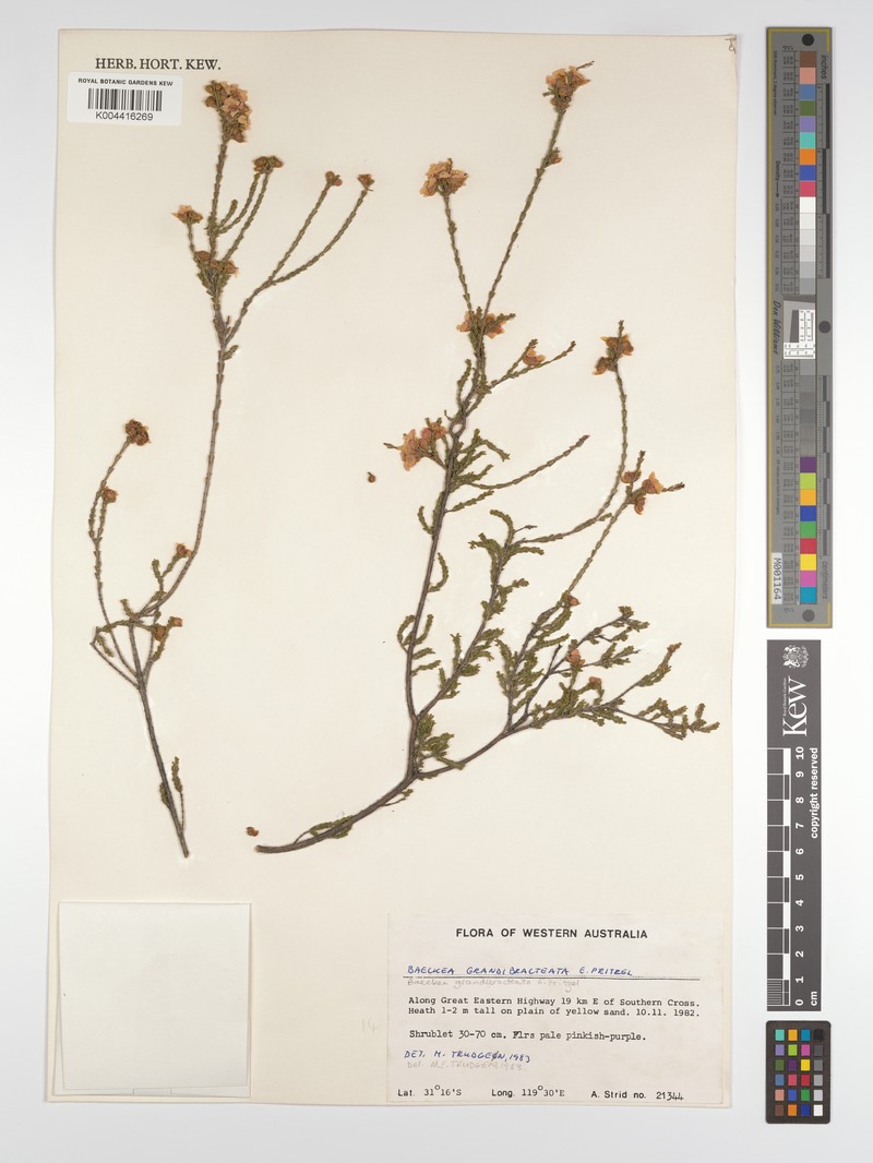 Balaustion grandibracteatum subsp. grandibracteatum photo 3