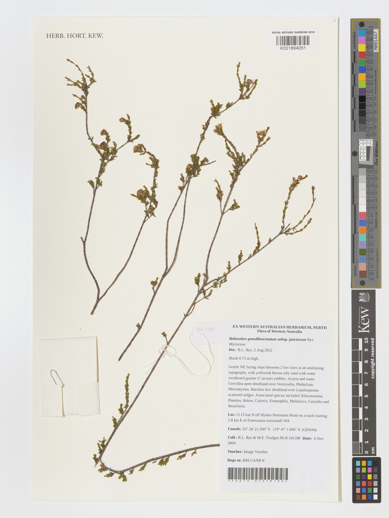 Balaustion grandibracteatum subsp. juncturum photo 2