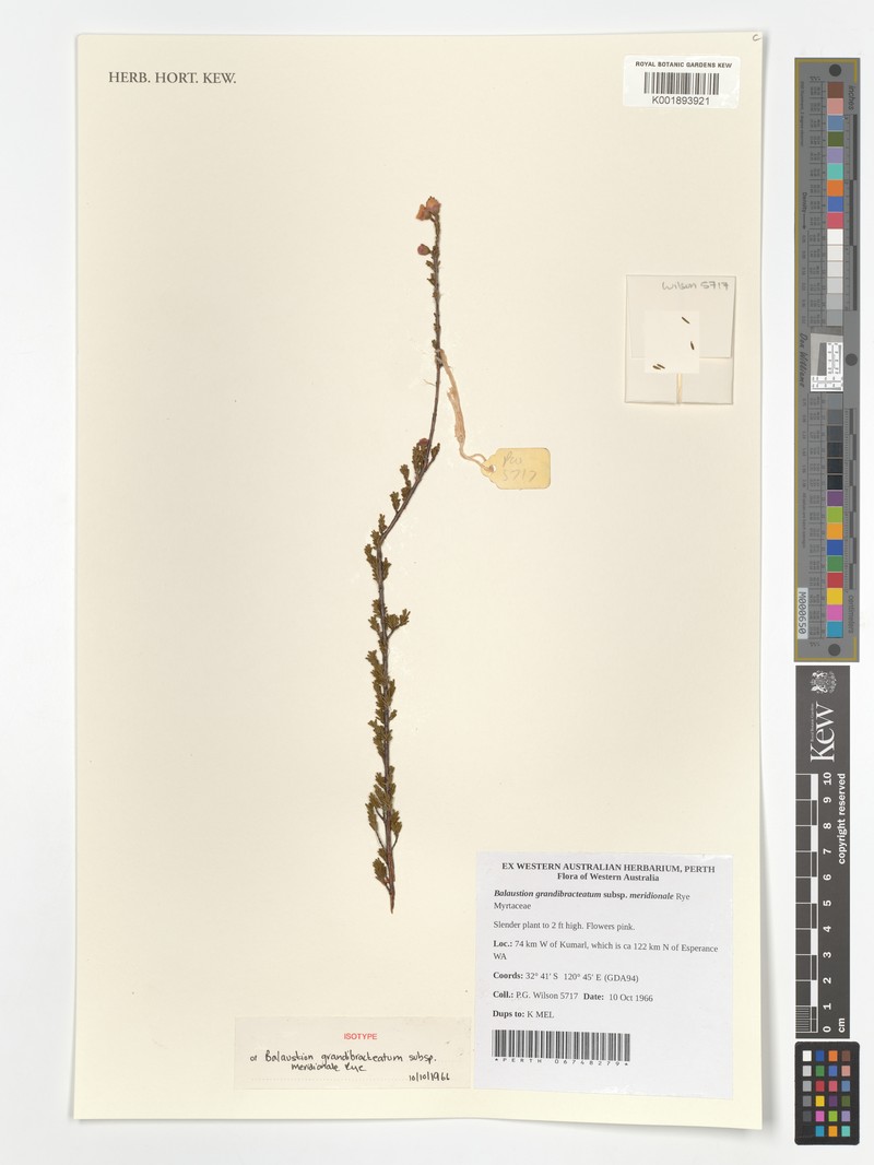 Balaustion grandibracteatum subsp. meridionale